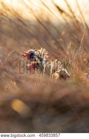 Spring Purple Flower In The Meadow - Grasshopper - Pulsatilla Pratensis At Sunset.