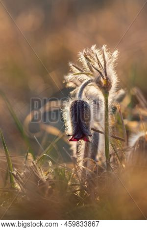 Spring Purple Flower In The Meadow - Grasshopper - Pulsatilla Pratensis At Sunset.