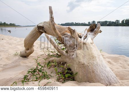 Fallen Tree Trunk At A Bank Of The River Vistula (wisla), Poland