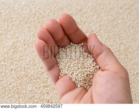 Raw Sesame Seeds On A Caucasian Woman Hand Palm Against White Til Background. Handful Of Organic Ben