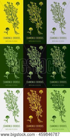 Set Of Hand Drawn Graphic Illustrations Of Chamomile Odorous Matricaria Discoidea For Print, Logo, E