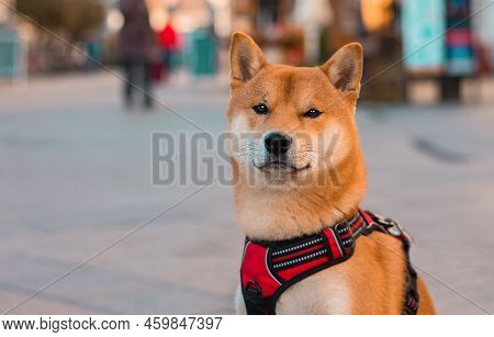 Shiba Inu Dog Portrait On The Street