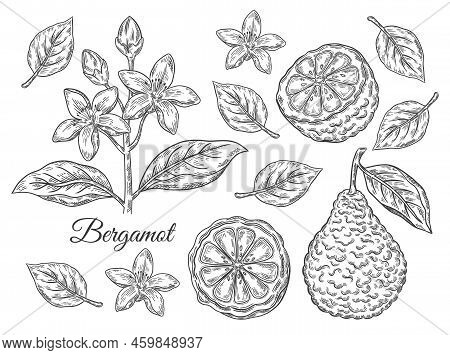 Bergamot, Kaffir Lime Citrus Juicy Fruit, Branch With Flower, Leaves. Tropical Green Lemon Botanical
