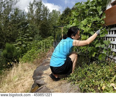 Mature Woman Pruning Green Pole Beans On Her Home Garden