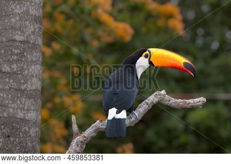A Toco Toucan Perched On A Branch In The Pantanal, Matto Grosso Do Sul, Brazil.
