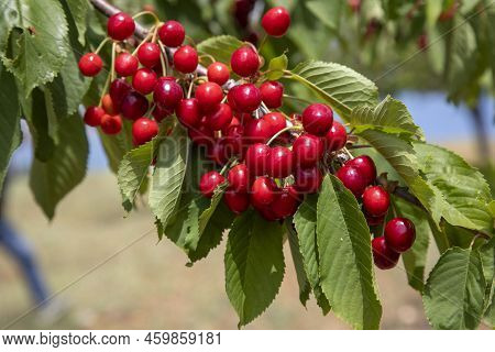 Cherries Hanging On A Cherry Tree Branch, Spil Mountain - Manisa