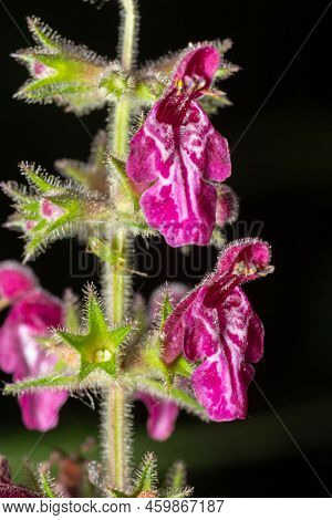 Blooming Wild Flower Called Hedge Woundwort, Whitespot Stachys Sylvatica