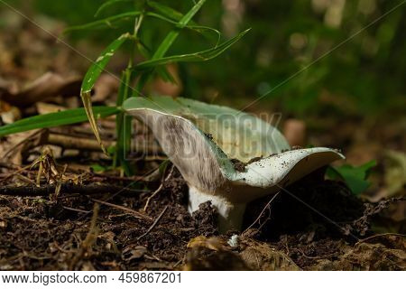 Lactarius Vellereus Or Lactarius Piperatus Is Large White Gilled And Edible Mushroom With A Flat Cap