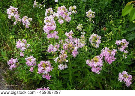 Saponaria Officinalis White Flowers In Summer Garden. Common Soapwort, Bouncing-bet, Crow Soap, Wild