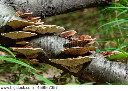 Anise Mazegill, A Brown Rot Fungus, Gloeophyllum Odoratum