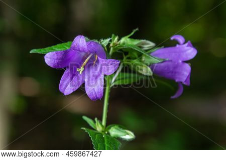 Close-up Of Flowering Nettle-leaved Bellflower On Dark Blurry Natural Background. Campanula Tracheli