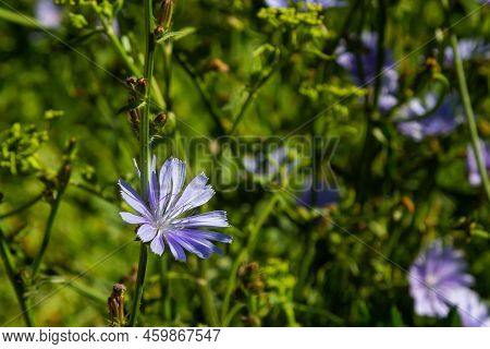 Blue Flowers Of Chicory On The Background Of The Summer Landscape