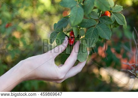 The Hand Reaches For The Rose Hip