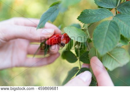 Two Hands Hold Rose Hips By The Bush