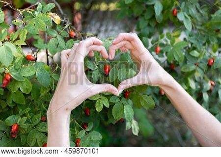 Woman Hands Show Their Hearts In Front Of A Green Rosehip Bush