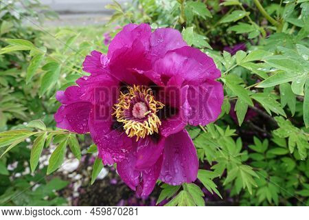Dew On Magenta Colored Flower Of Tree Peony In May