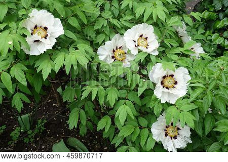Blossoming Bush Of White Tree Peony In May