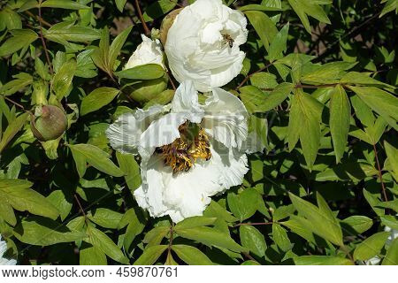 Buds And White Flowers Of Tree Peony In April