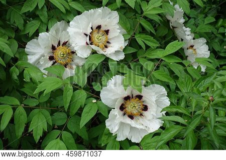 Foliage And White Flowers Of Tree Peony In May