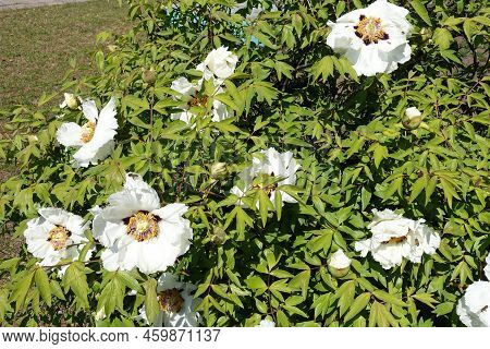 Many Big White Flowers In The Leafage Of Tree Peony In April