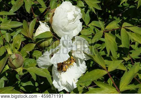 Opening White Flowers And Buds Of Tree Peony In April