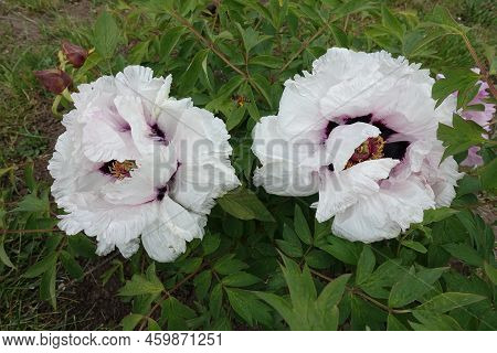Two White Flowers Of Tree Peony In May
