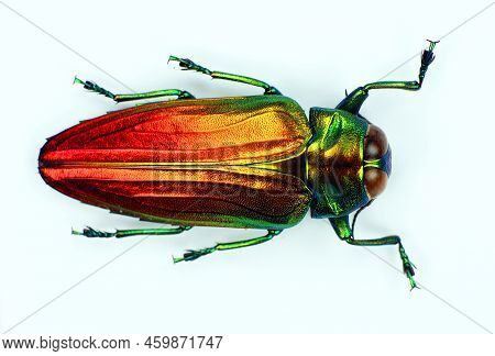Beetle Isolated On White. Red Orange Metallic Jewel Beetle Belionota Sumptuosa Close Up. Buprestidae