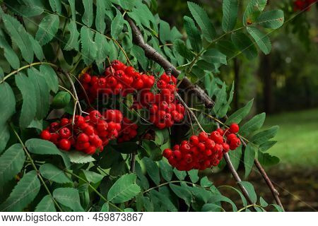 Bunches Of Ripe Red Mountain Ash Berries On Branches With Green Leaves, Rowan Trees In Summer Autumn