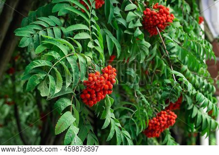 Bunches Of Ripe Red Mountain Ash Berries On Branches With Green Leaves, Rowan Trees In Summer Autumn