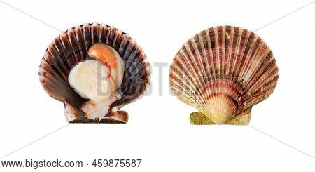 Variegated Scallop Mollusk In The Shell Isolated Transparent Png. Chlamys Varia