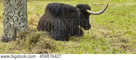 A Tibetan Yak Calf And A Cow Lie In The Shade, Exhausted From The Heat. Global Climate Warming.