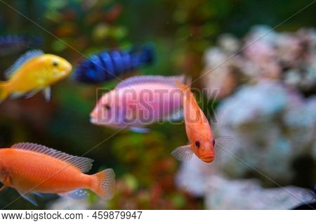 Colorful Aquarium Fish Cichlids Swim In The Aquarium.