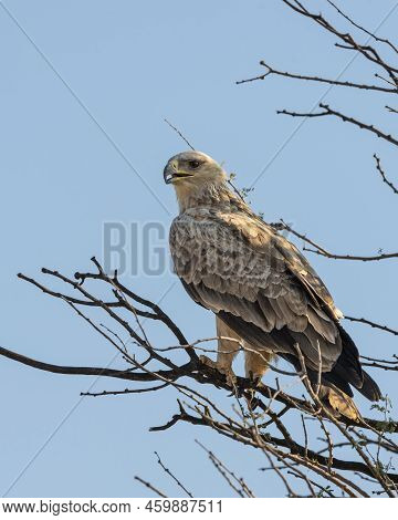 Long Legged Buzzard Or Buteo Rufinus Bird Of Prey Portrait Perched On Branch Of A Tree During Winter