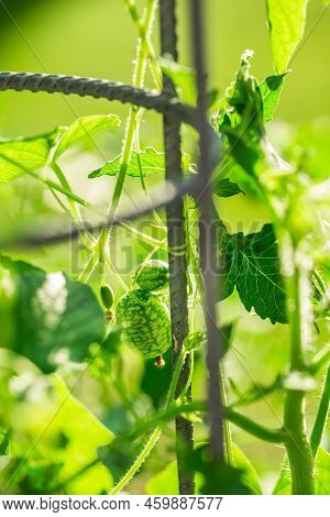 Cucamelon (melothria Scabra) - Edible Mexican Miniature Watermelon Or Cucumber In Garden