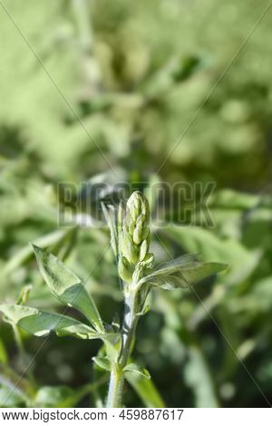 False Lupine Flower Buds In The Spring