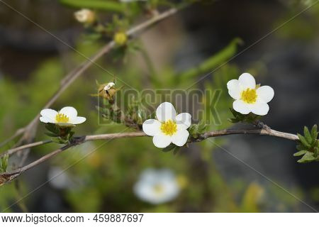 Shrubby Cinquefoil Abbotswood Branch With White Flowers