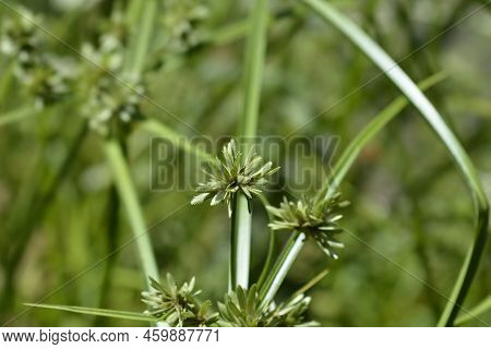 Tall Flatsedge In The Garden In Spring