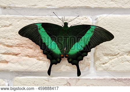 Green Papilio Palinurus Butterfly In The House On Brick Wall. Exotic Insects In The Home