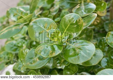 Shiny Leaf Plant Or Looking-glass Bush Outdoors Closeup View