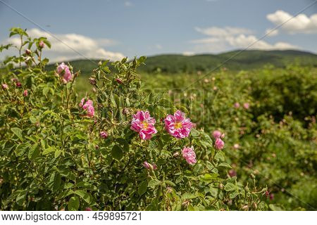 Rosa Damascena Fields Damask Rose, Rose Of Castile Rose Hybrid, Derived From Rosa Gallica And Rosa M