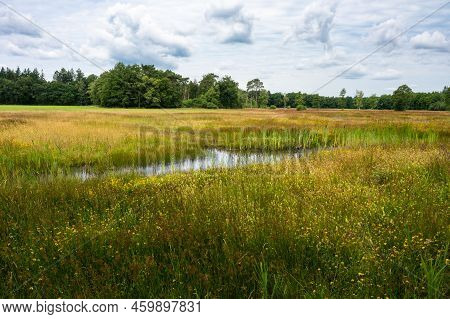Woods And Heather Landscape In Summer Around Espe,  The Netherlands
