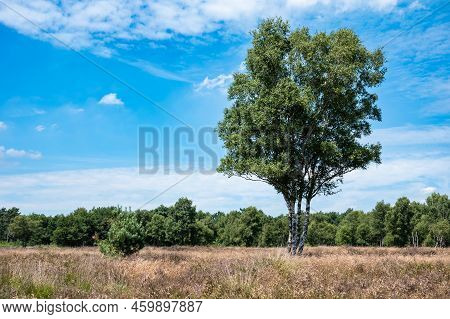 Heather And Trees Against Blue Sky At The Veluwe National Park, The Netherlands