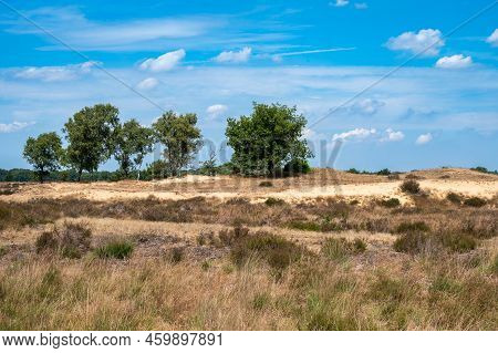 Heather And Trees Against Blue Sky At The Veluwe National Park, The Netherlands