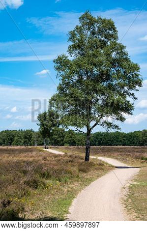 Heather And Trees Against Blue Sky At The Veluwe National Park, The Netherlands