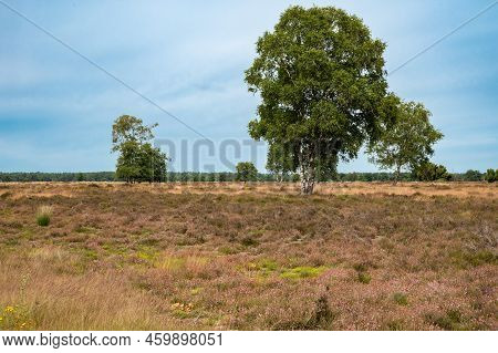 Dry Heather With Trees In The Background On A Hot Summer Day In The Veluwe National Park, The Nether