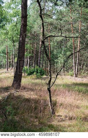 Woods And Heather In The Veluwe National Park, The Netherlands