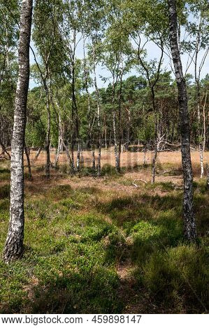Heather And Woods Of The Veluwe Nature Reserve During Hot Dry Summer , The Netherlands