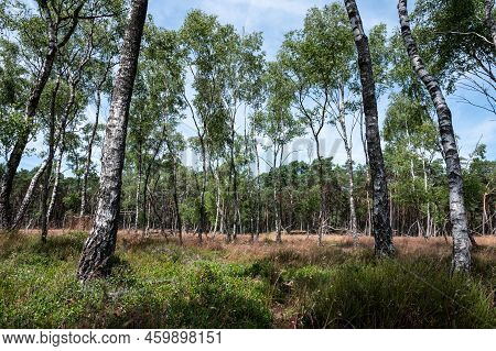 Heather And Woods Of The Veluwe Nature Reserve During Hot Dry Summer , The Netherlands