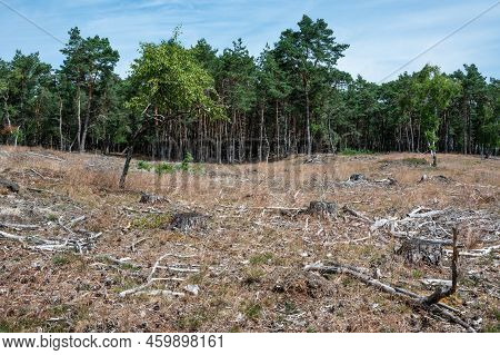 Heather And Woods Of The Veluwe Nature Reserve During Hot Dry Summer , The Netherlands