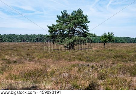 Heather And Woods Of The Veluwe Nature Reserve During Hot Dry Summer , The Netherlands